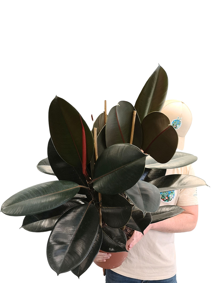 Gummibaum Ficus Abidjan